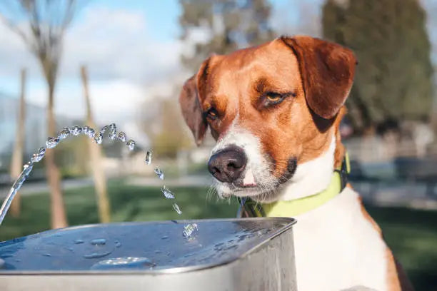 Fontaine à eau - chien